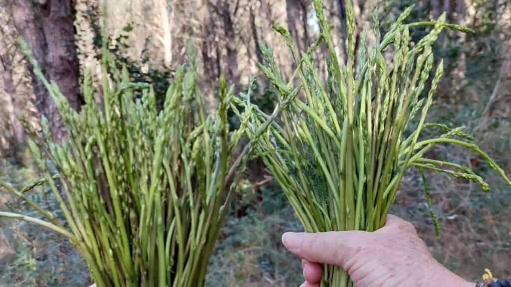 asperges sauvages