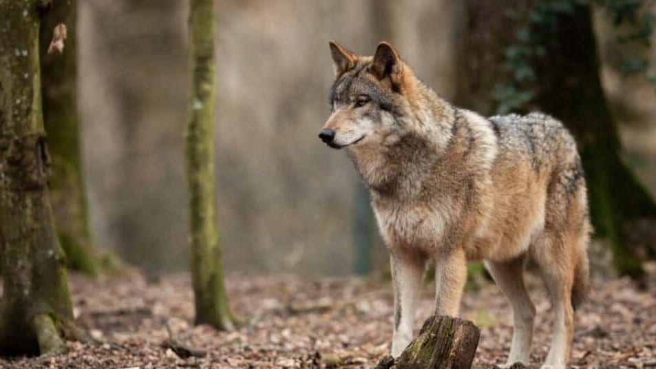 Plan Loup : renforcer la coexistence entre les élevages et les loups