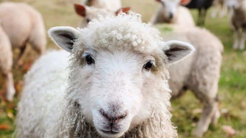 Occitanie : la marque de vêtements « Atelier Tuffery » est à la recherche d’un berger ou d’une bergère
