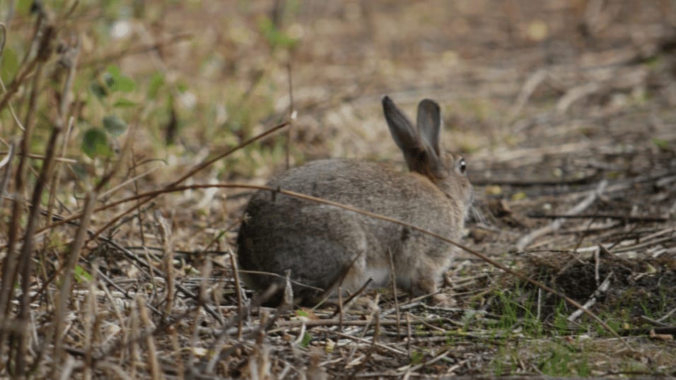 Hérault : prolifération du lapin de garenne, le préfet alerte