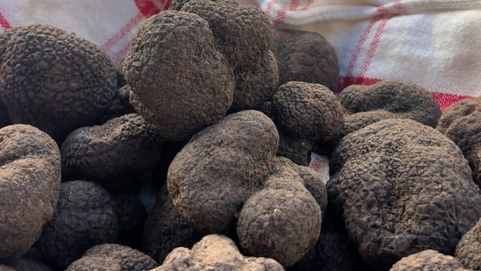Grand Pic Saint-Loup : cette commune fête la truffe ce week-end