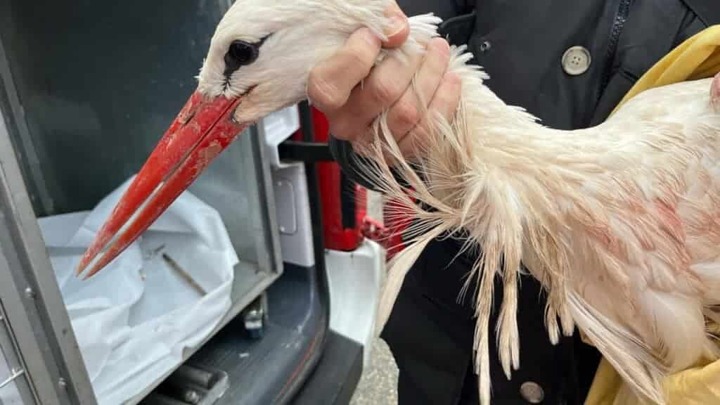 Gard : une cigogne secourue par les pompiers