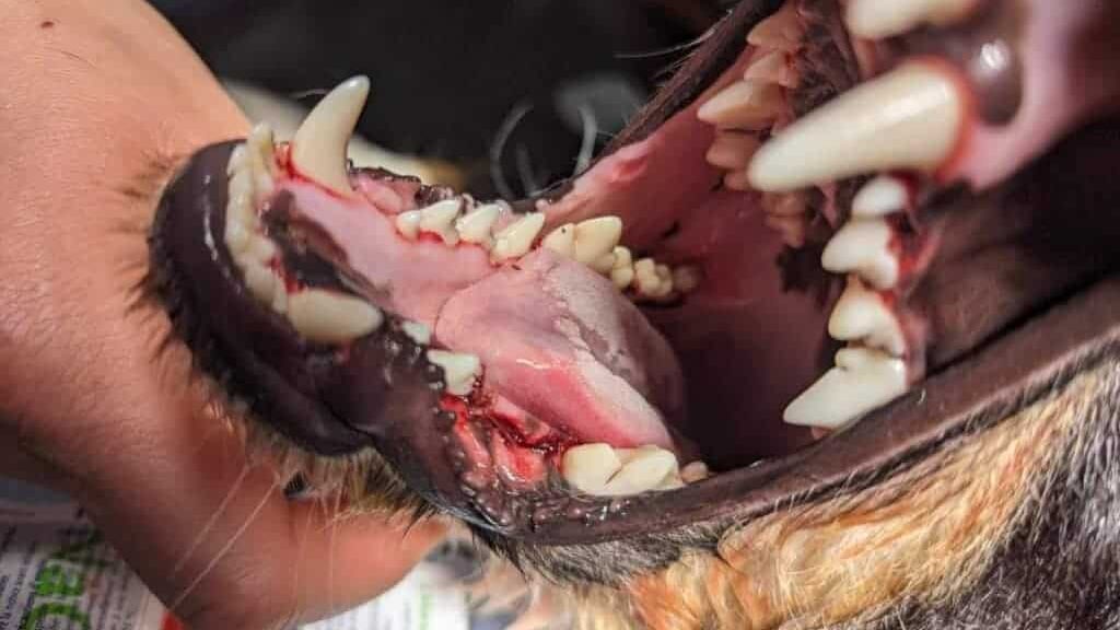 Chenilles processionnaires