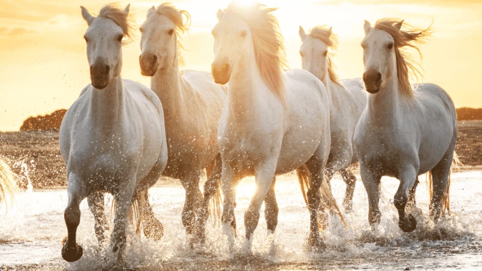 Gard : Terre de Camargue, quatre chevaux montent à Paris pour le Salon de l’agriculture