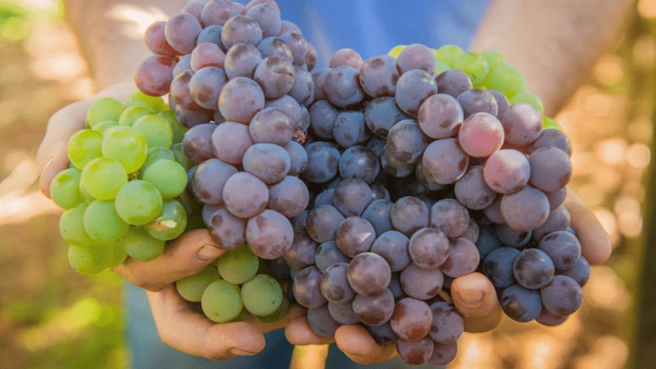 Occitanie : le salon de l’apéro débarque à Béziers