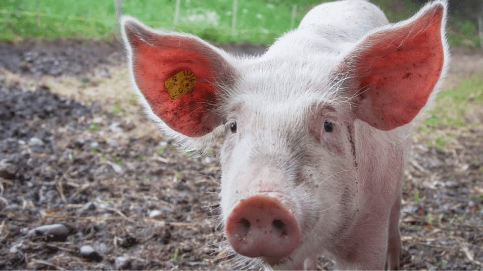fête du cochon