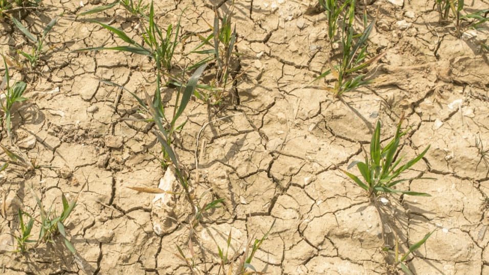 Hérault : ouverture de l’indemnisation pour calamités agricoles en 2023