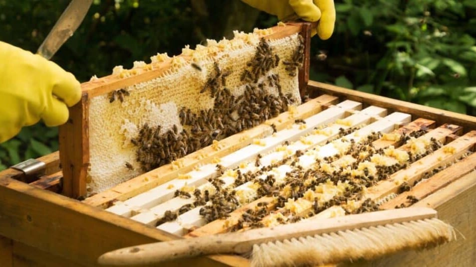 Crise agricole : le Gouvernement annonce un plan d’actions pour soutenir la filière apicole