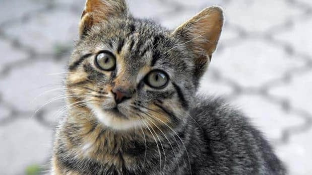 Hérault : les « chats de Dubout » à l’honneur lors d’une exposition à Palavas-les-Flots
