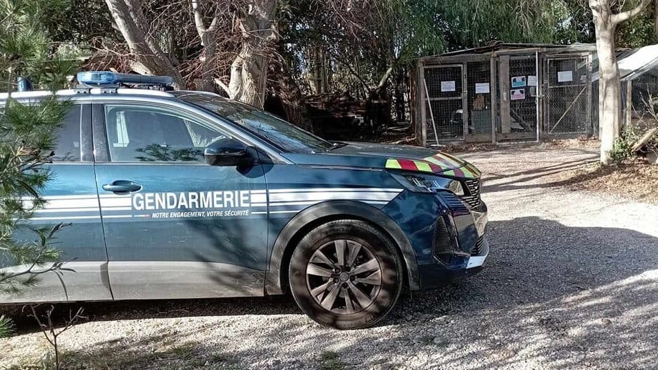 Pyrénées-Orientales : des chats massacrés et tués lors d’un cambriolage