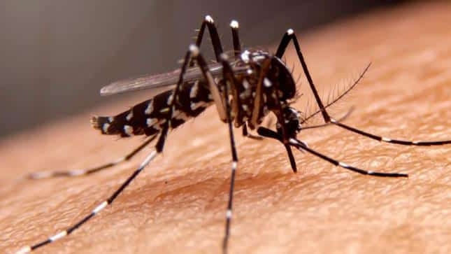 Nuisances de moustiques en Occitanie : bilan et prévisions de la situation