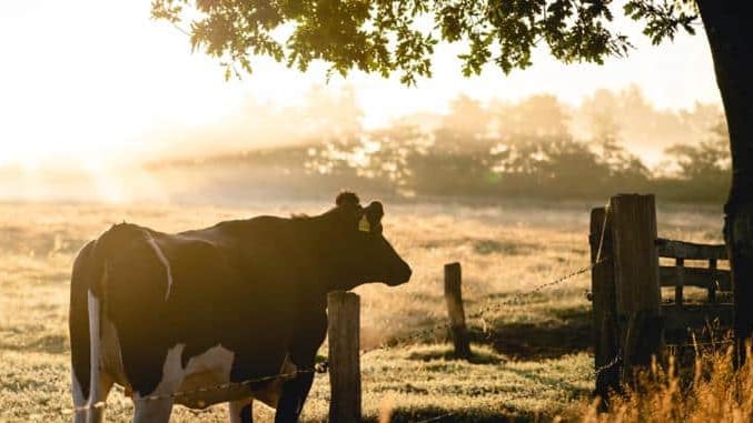 Hérault : « Au pré de la ferme », des rencontres acheteurs-fournisseurs pour promouvoir l’agriculture durable