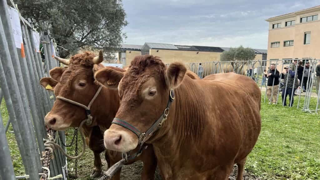 Gard : 4ème concours bovin et ovin ce dimanche à Nîmes