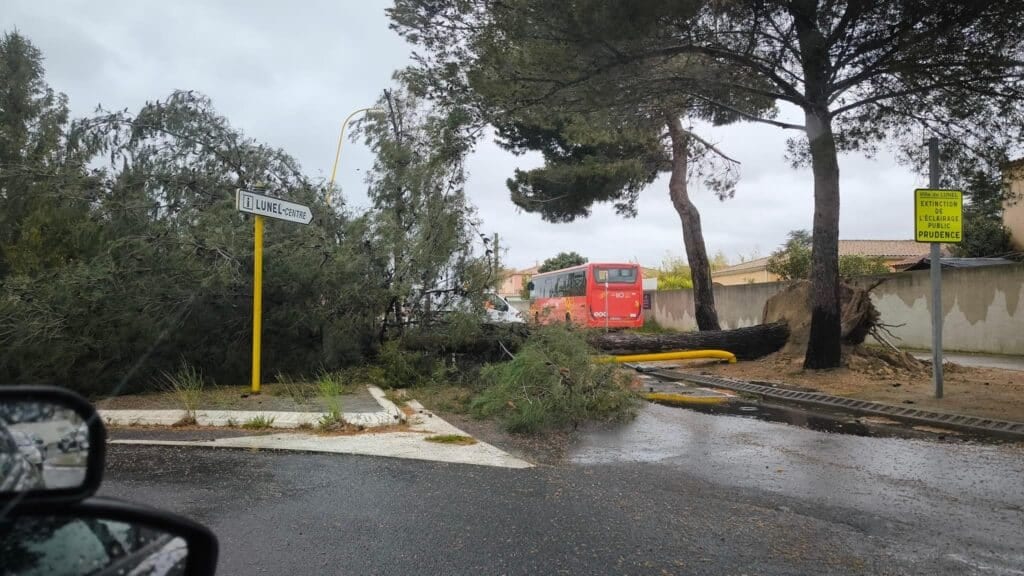 Vent violent à Lunel : un pin de 15 mètres tombe sur la route