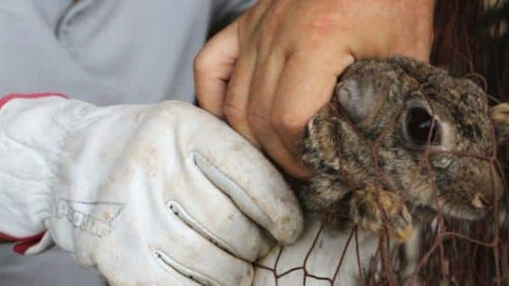 Hérault : opération de furetage à Mudaison pour aider au repeuplement du lapin de Garenne