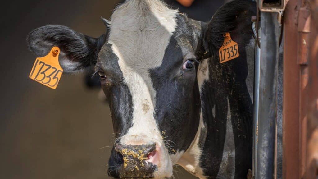 Gard : menacé de fermeture, l’abattoir d’Alès mobilise les troupes