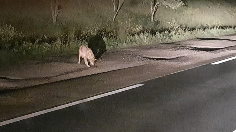 Hérault : un loup aurait-il été aperçu cette nuit près de Lunel ?