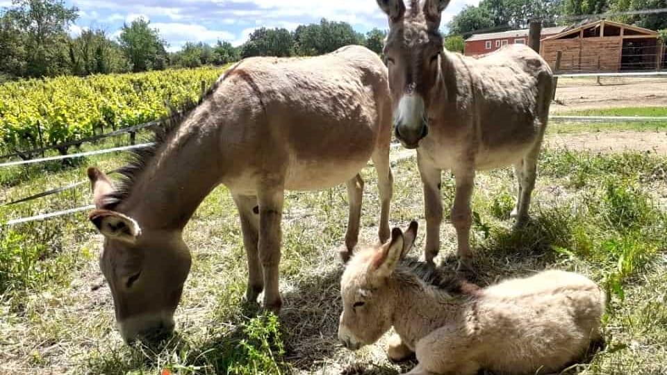 Gard : 66 fermes ouvrent leurs portes ce week-end