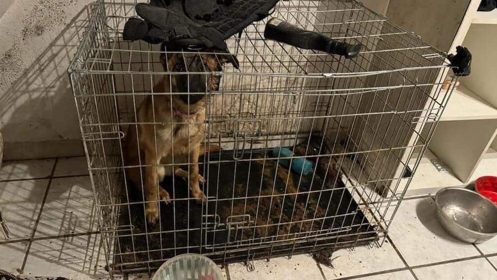 Hérault : les gendarmes sauvent un chiot d’une situation d’insalubrité