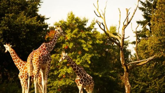 Hérault : le zoo de Montpellier s’anime pendant les vacances