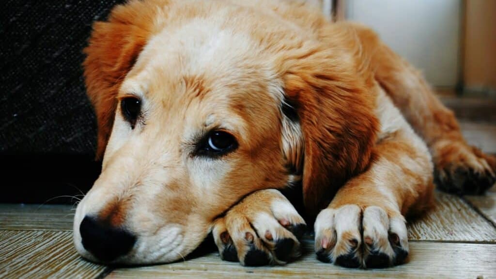 Gard : la SPA de Nîmes ouvre ses portes à l’occasion du ‘Printemps des animaux’