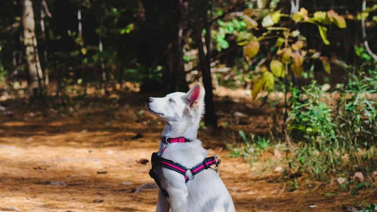 Forêts : jusqu’à 750 euros d’amende si votre chien n’est pas tenu en laisse