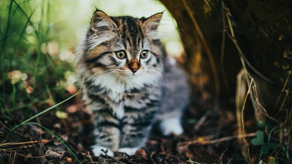 Gard : la ville de Pont-Saint-Esprit capture les chats errants