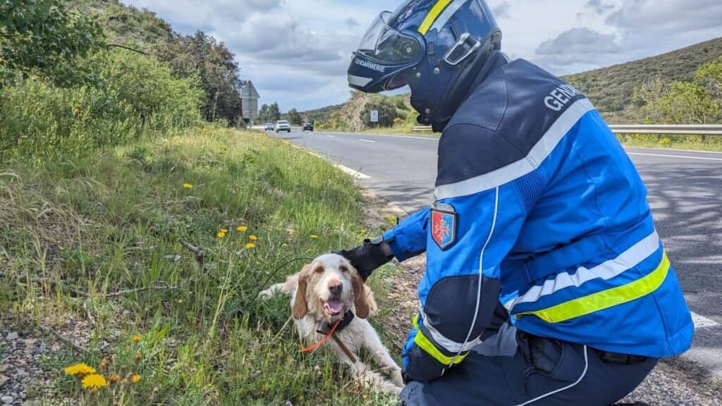 Hérault : perdu en bord de route, le chien de chasseur retrouve son propriétaire