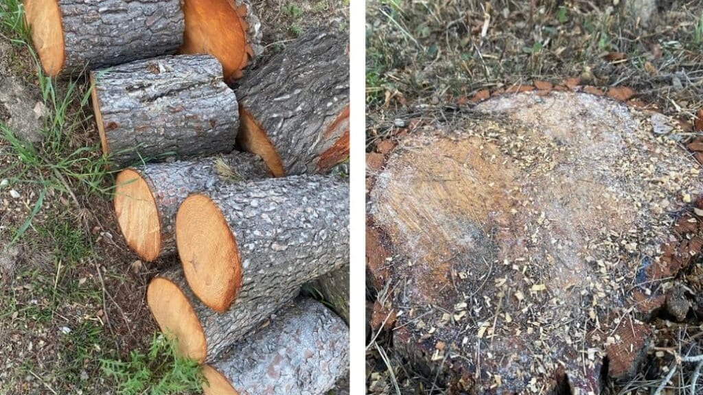 INSOLITE : la Métropole de Montpellier fait abattre des arbres chez Rémi Gaillard !
