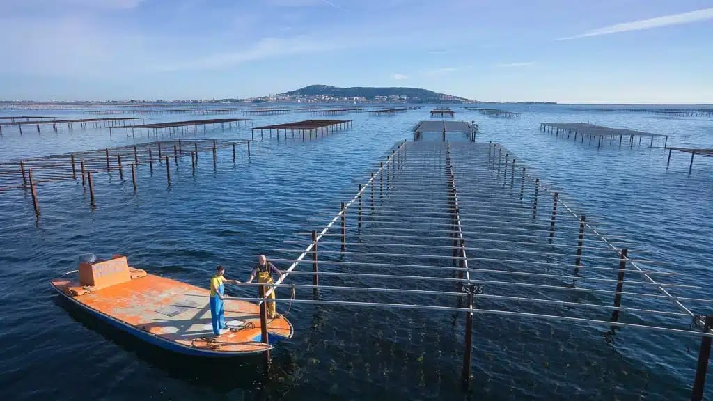 Étang de Thau : des toxines détectées dans les coquillages, la pêche et la consommation sont interdites