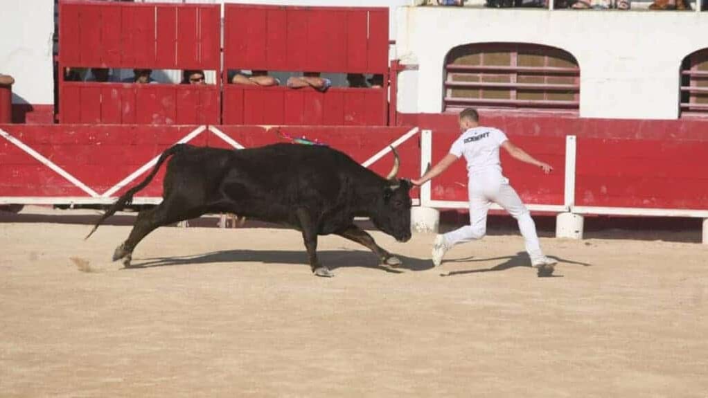 Feria de la Mer de Palavas-les-Flots : 5 jours de fête et de traditions !