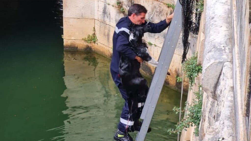 Nîmes : les pompiers se jettent à l’eau pour sauver un chien !