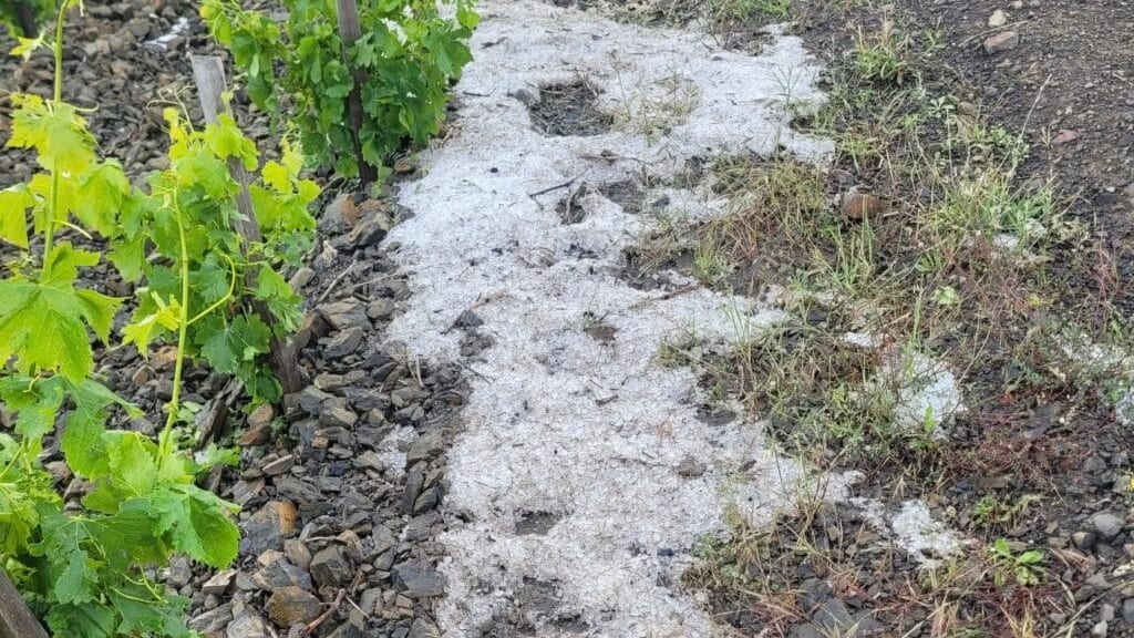 Aude : la grêle cause d’importants dégâts dans le vignoble