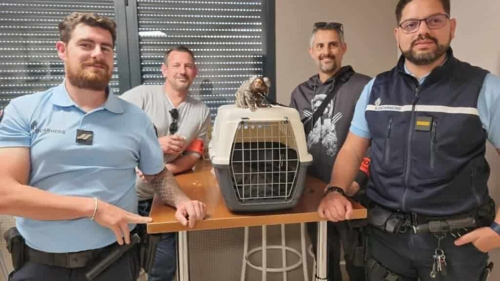 Hérault : un singe détenu illégalement découvert au domicile d’un couple !