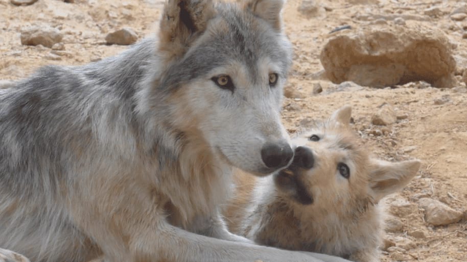 Loups du Gévaudan