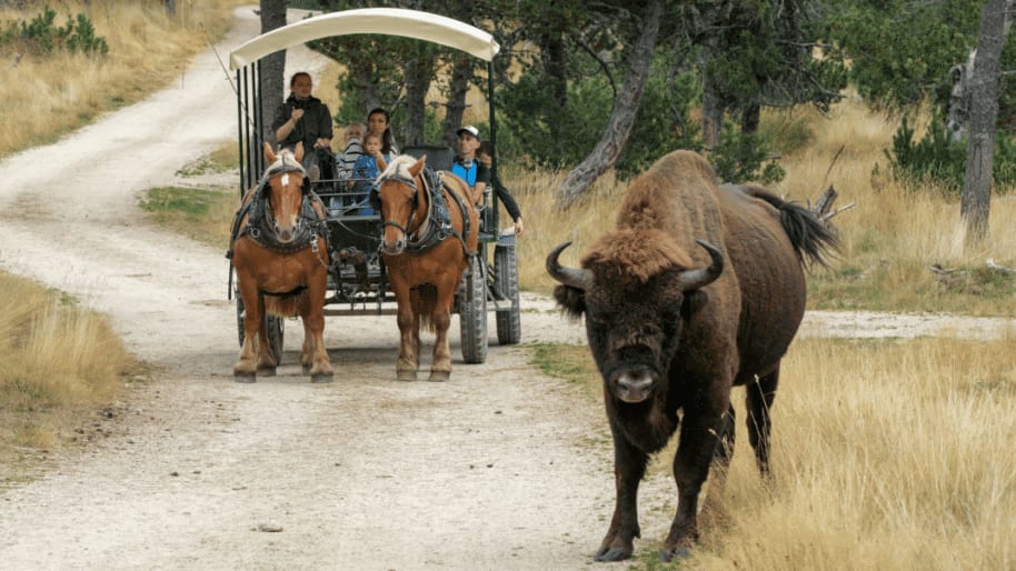 Bisons d'Europe