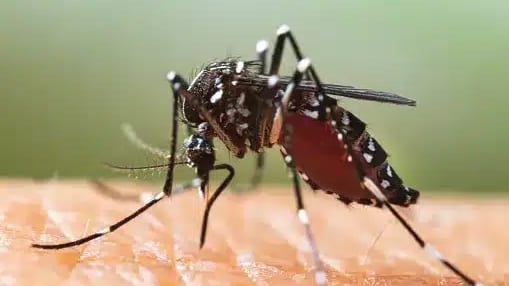 Occitanie : 14 nouveaux cas de chikungunya autochtones détectés en 15 jours