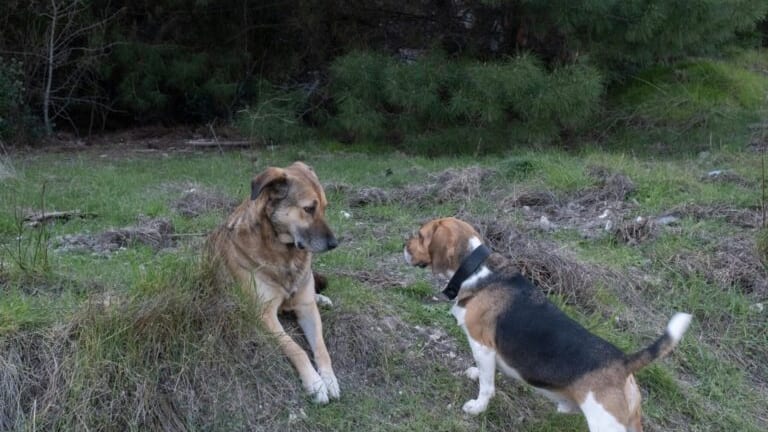 Aveyron : les chiens errants ne seront finalement pas abattus
