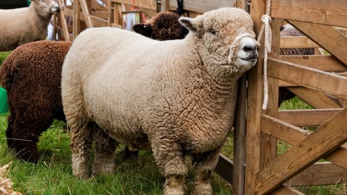 Hérault : découvrir les richesses du monde agricole lors du Salon des Agricultures Méditerranéennes