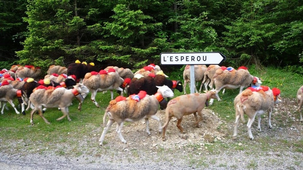 Gard : place à la 32e ‘Fête de la transhumance’ à l’Espérou