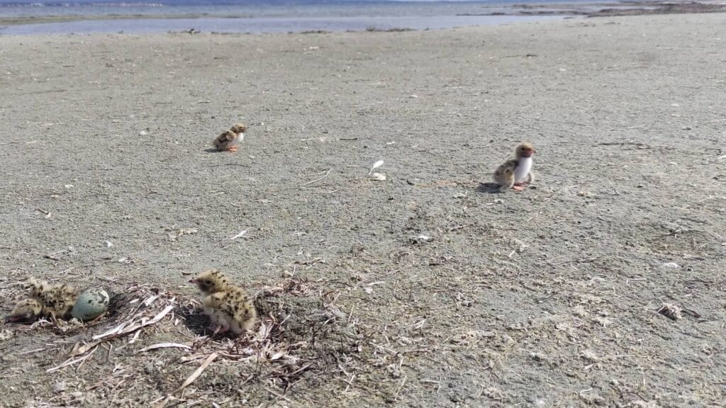 Hérault : des oiseaux protégés installés sur la lagune de Thau, une étape clé pour leur survie