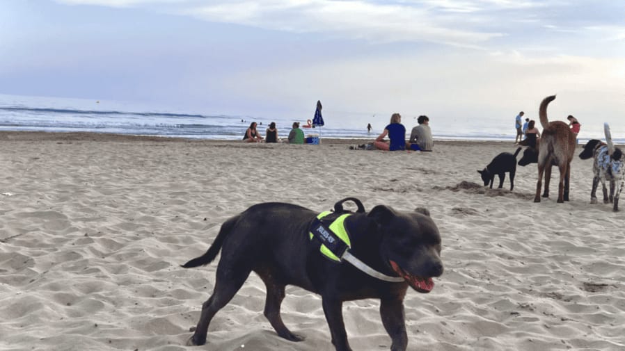 Découvrez les plages de l'Hérault qui accueillent vos chiens cet été