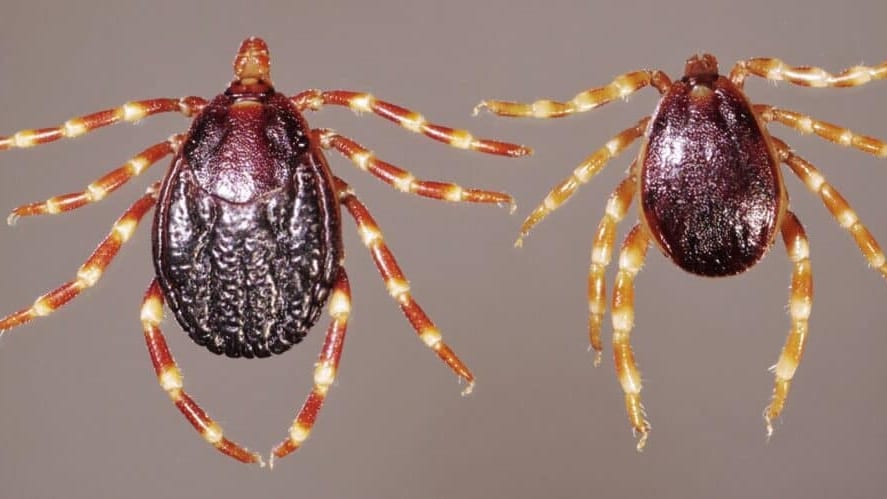 Occitanie : des tiques géantes porteuses d’un virus mortel détectées dans 4 départements