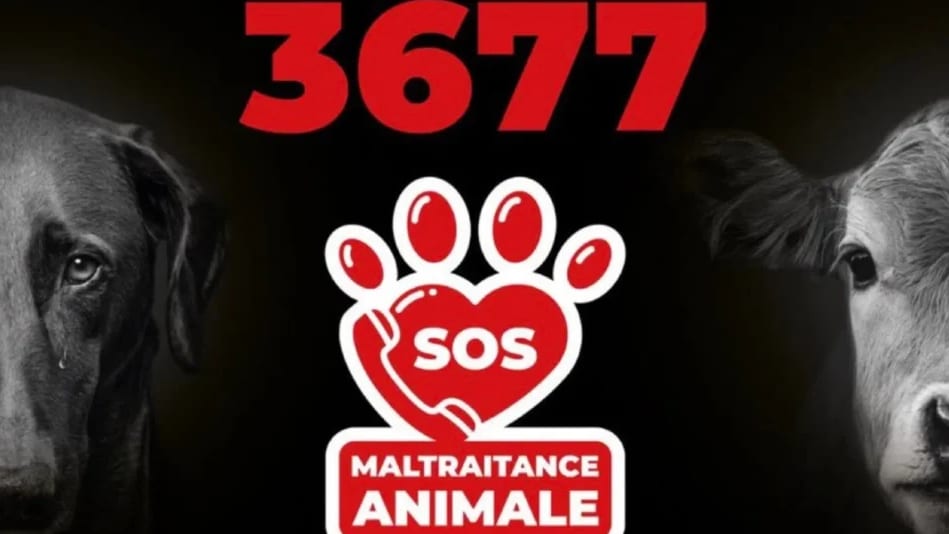 Animaux : 3677, le premier numéro d’appel pour signaler les cas de maltraitance