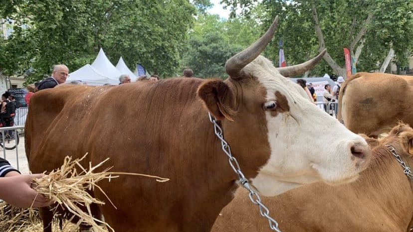 Gard : en direct des Journées Méditerranéennes des Saveurs à Nîmes !