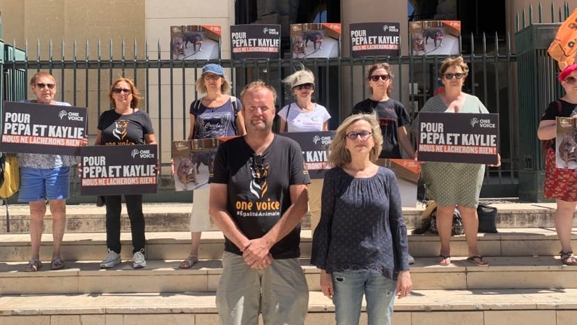 Gard : chiennes battues, 750 euros d’amende possible ? Inconcevable pour OneVoice