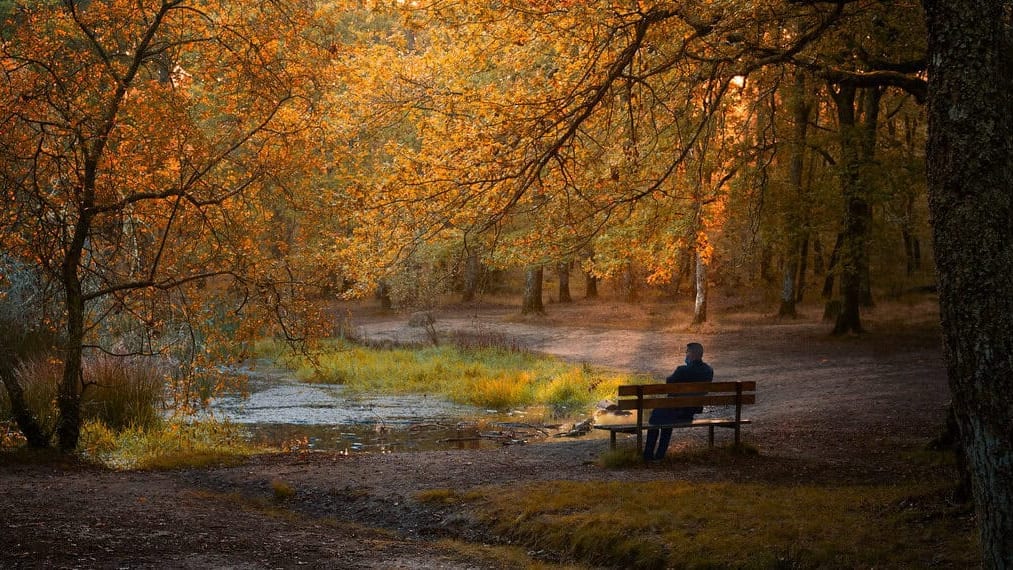 Haute-Garonne : des activités gratuites pour les enfants à la forêt de Buzet