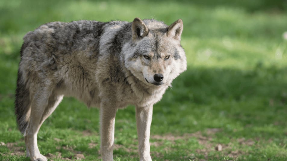 Haute-Garonne : opération d’effarouchement pour faire fuir les loups