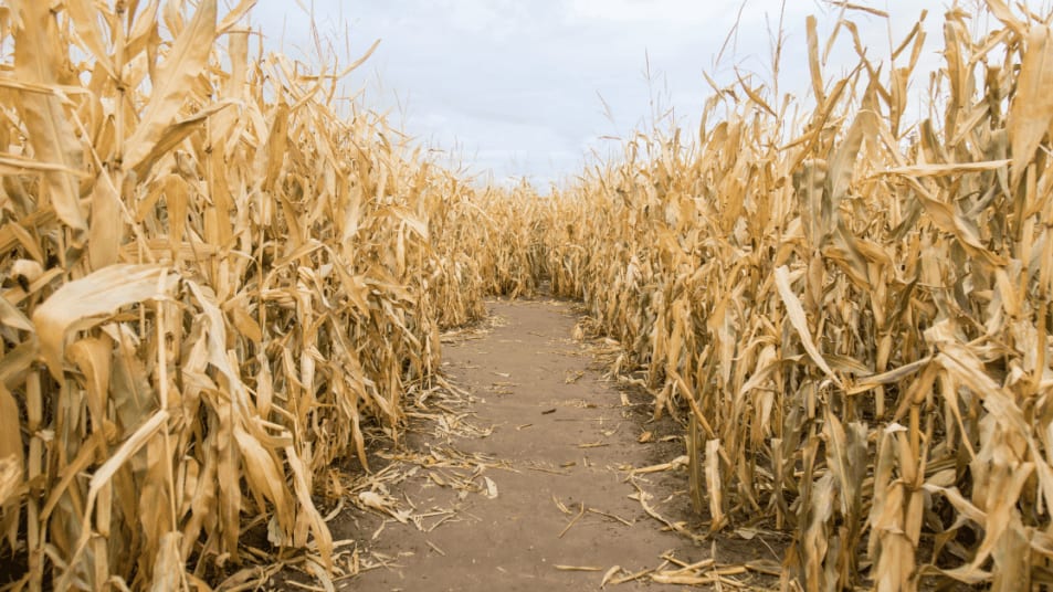 Occitanie : Murder Party au Pop Corn Labyrinthe de Pinsaguel