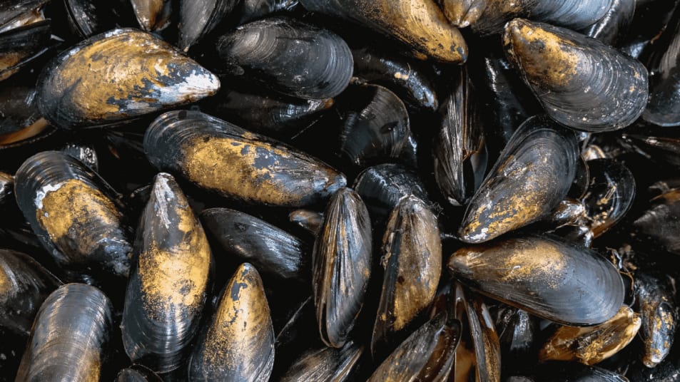 Hérault : les moules et palourdes de l’étang de Thau de nouveau propres à la consommation